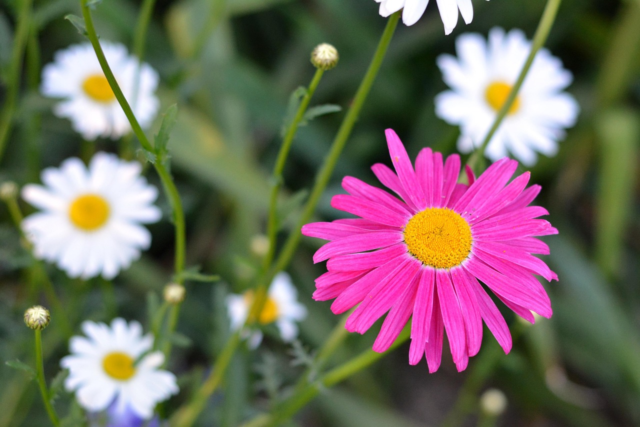 Pyrethrum